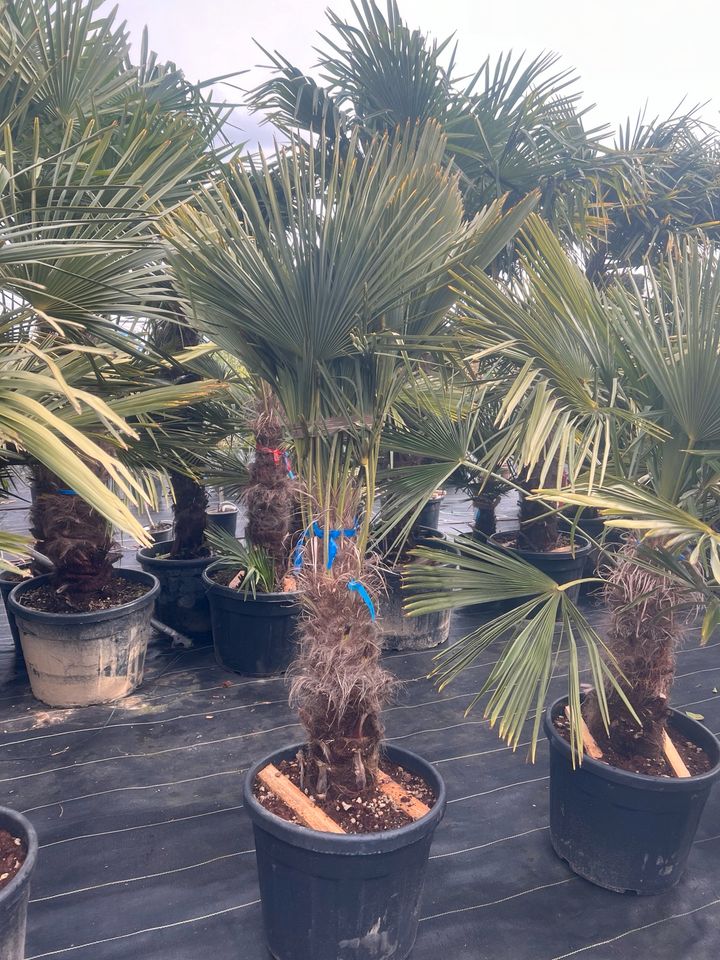 Hanfpalme Trachycarpus fortunei winterhart in Altlußheim