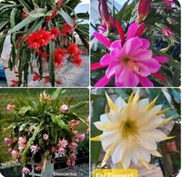 Epi Epiphyllum /Kakteen Verschiedene Sorten /hat Wurzeln Hessen - Karben Vorschau