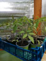 BIO Tomaten Pflanzen zu verkaufen Rheinland-Pfalz - Bad Marienberg Vorschau