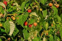 Zwetschgen, Brombeeren, Himbeeren, Hagebutte, Erdbeeren, Melisse Sachsen-Anhalt - Halle Vorschau