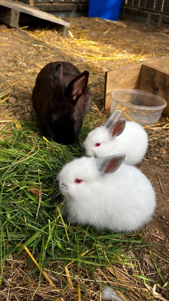 Kaninchen Babys in Waldbröl