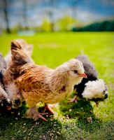 Glucke mit Bruteiern abzugeben Hühner Küken Niedersachsen - Lemwerder Vorschau
