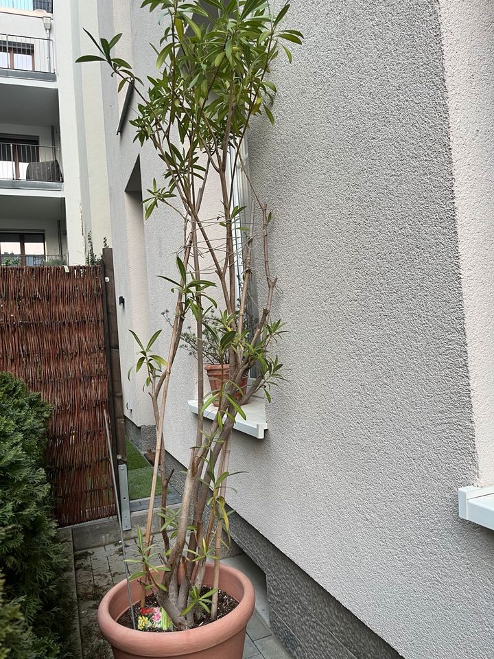 Wunderschöner Oleanderbaum knapp 2meter in Frankfurt am Main