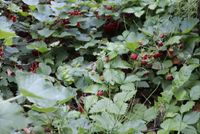 Erdbeeren Walderdbeeren Pflanzen rote Früchte Juni - August ab 1€ Sachsen-Anhalt - Beetzendorf Vorschau