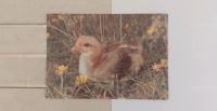 Tierpostkarte Fasan Küken Vogel Natur Postkarte Fasanküken DDR Hamburg-Nord - Hamburg Ohlsdorf Vorschau