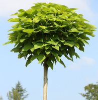 Hochstamm Trompetenbaum 100-125cm - Catalpa bignonioides Niedersachsen - Bad Zwischenahn Vorschau
