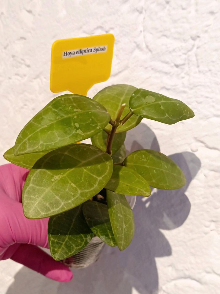 Hoya Elliptica Splash ☘️ collection_pflanzen_plant in Riedstadt