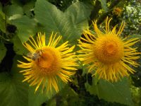 Riesenalant Bienenpflanze Staude winterhart Heilpflanze Pflanze Baden-Württemberg - Esslingen Vorschau