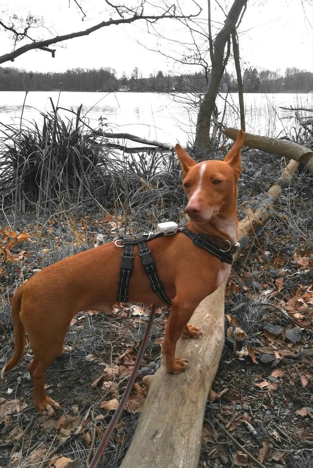 APPLE Podenco Maneto Rüde Tierschutz Hund in Plön 