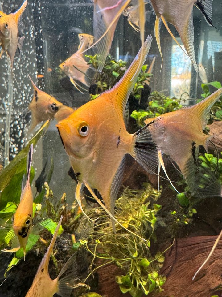 Schöne und große Skalar Jungtiere Aquarium Fische in Stuttgart