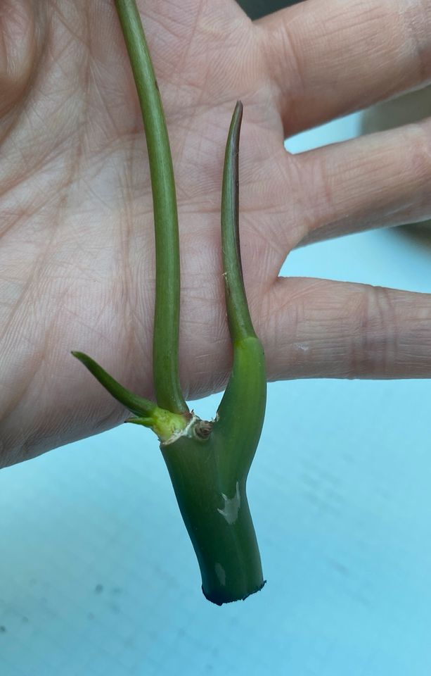 Philodendron Burle Marx Variegata Steckling und Pflanze in Nierstein