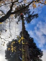 Baumdienst, Baumpflege, Baumfällung, Baumschnitt, Obstbaumschnitt Rheinland-Pfalz - Rengsdorf Vorschau