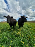 Wagyu Herdbuch-Zuchtbetrieb verkauft Rinder Baden-Württemberg - Nellingen Vorschau