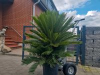 Cycas Revoluta Sagopalme palmfarn Jubaea Chilensis Butia Capitata Niedersachsen - Sehnde Vorschau