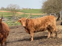 Highland Cattle/Aubrac Färsen Kreuzungsrind Bayern - Friedberg Vorschau