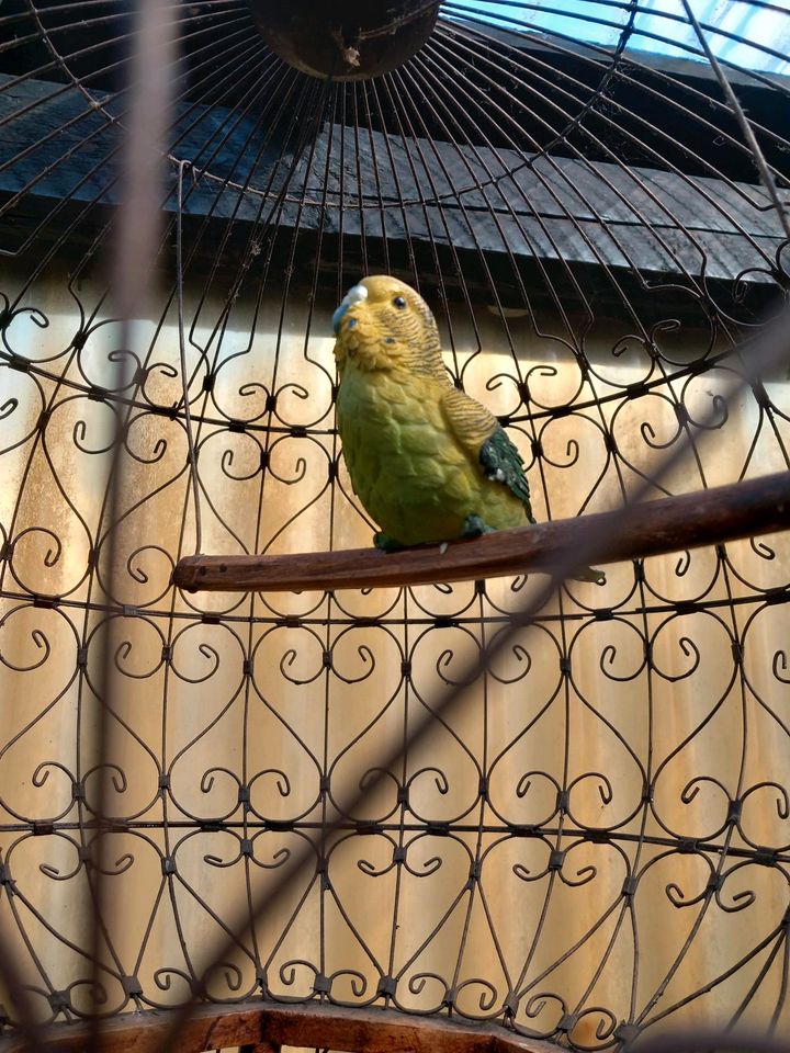 Großer Deko Vogelkäfig in Wesseling