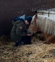 Suche Reitbeteiligung (RsP) Baden-Württemberg - Untereisesheim Vorschau