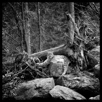 Luchs Wildnis Fotografie Art Sonderedition Passau Nationalpark Kr. Passau - Passau Vorschau