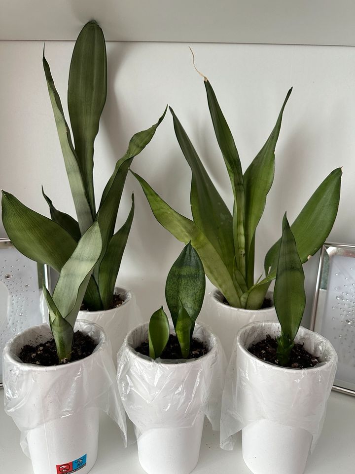 Sansevieria Moonshine - Bogenhanf Ableger in Gladenbach