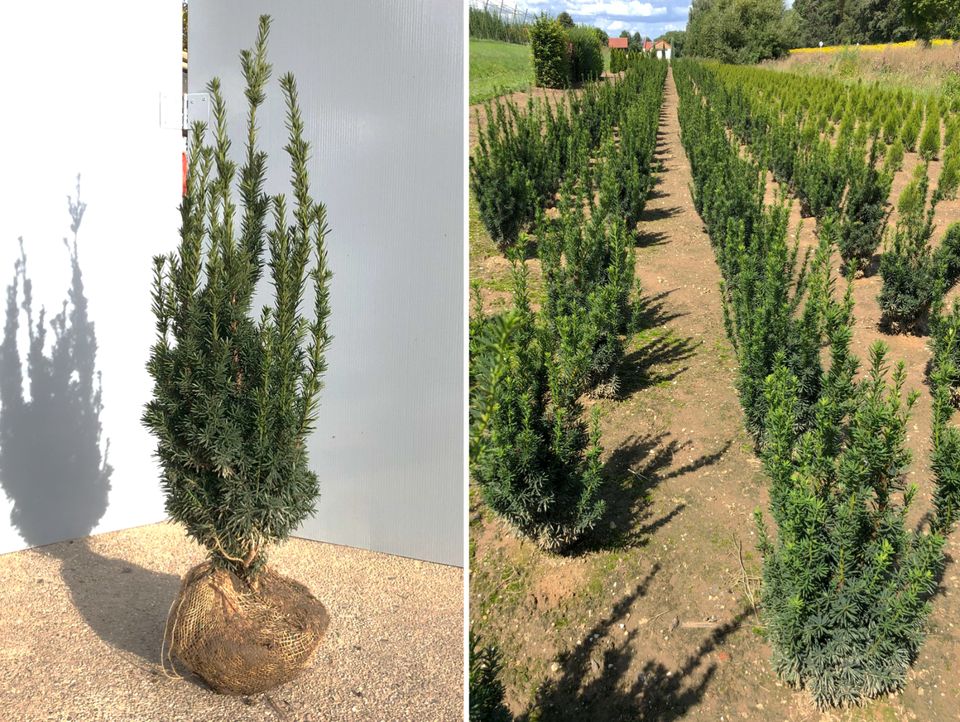 Taxus media 'Hillii' Eibe (Bechereibe) | Bayernhecke, in Ingoldingen