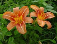 Gelbrote Taglilie, Feuerlilie (Hemerocallis fulva) Baden-Württemberg - Waiblingen Vorschau