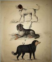 Hunde, Lithographie 1844 Stuttgart - Bad Cannstatt Vorschau