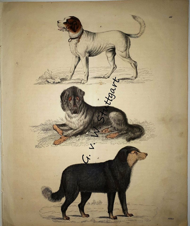 Hunde, Lithographie 1844 in Stuttgart