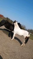 Offenstallplatz für Pony zu vergeben Niedersachsen - Rotenburg (Wümme) Vorschau