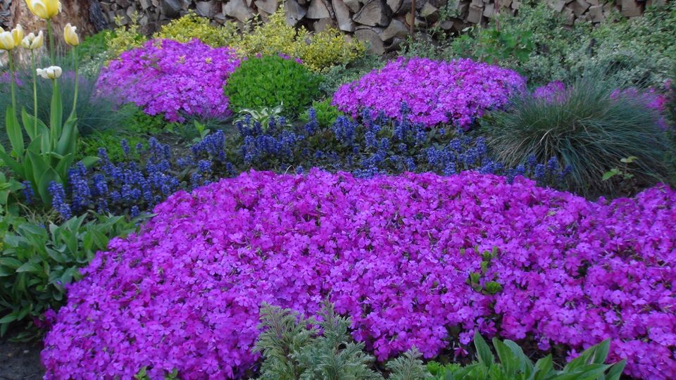 Polsterphlox Teppichphlox Bodendecker Polsterpflanze Pink Phlox in Steina