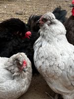Legereife Hennen Hühner Lavender Araucaner Niedersachsen - Kirchlinteln Vorschau