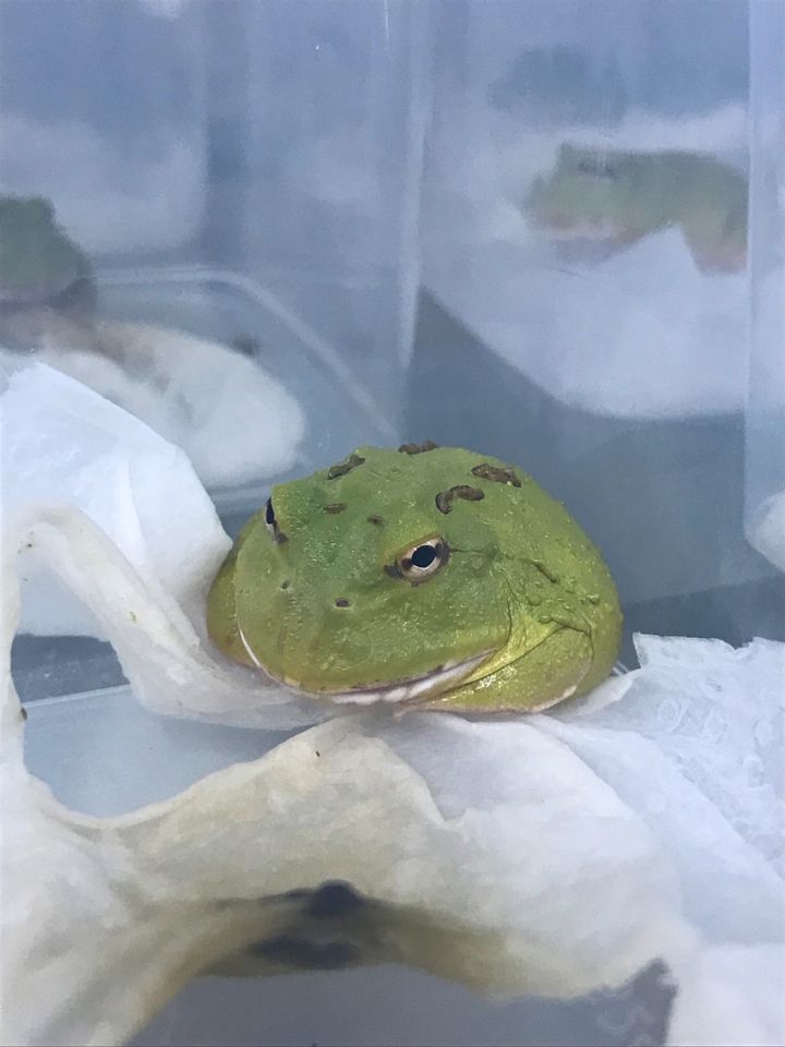 Schmuckhornfrosch - Ceratophrys cranwelli in Grub a. Forst