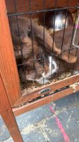 2 Kaninchen (Weibchen) abzugeben Niedersachsen - Steinfeld Vorschau