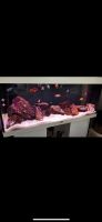 Malawi Aquarium Juwel Rio 240 LED Elberfeld - Elberfeld-West Vorschau
