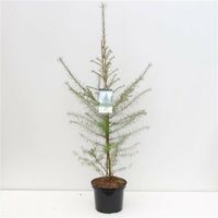 NEU: Larix decidua 130-150cm winterharte, europäische Lärche Nordrhein-Westfalen - Nordkirchen Vorschau