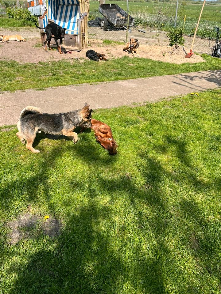 Hundepension, Hundetagesstätte in Heide