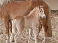 Charmantes Haflinger Fohlen Wuppertal - Heckinghausen Vorschau