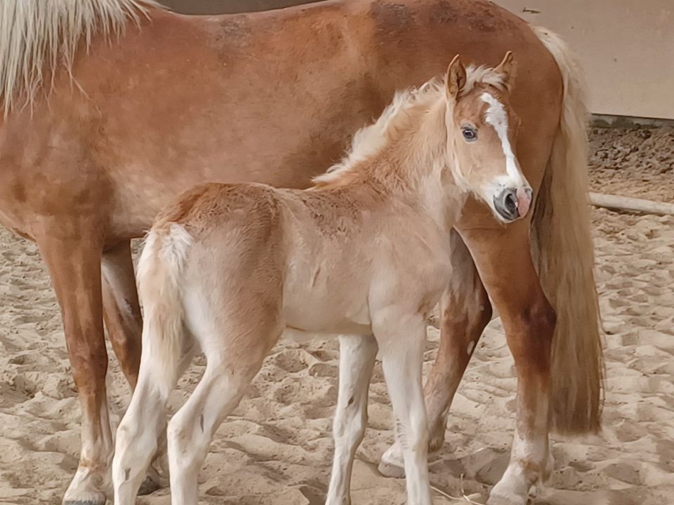 Charmantes Haflinger Fohlen in Wuppertal