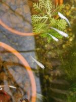 Medaka Shiro / Pure White - Jungfische | Reisfisch - Miniteich Dortmund - Innenstadt-West Vorschau