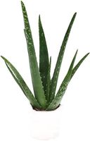 Suche Aloe Vera Barbadensis Pflanzen Bayern - Bobingen Vorschau