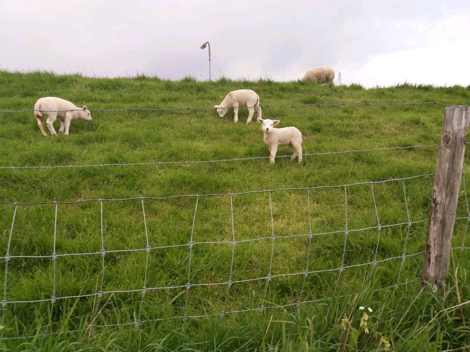 Ferienhaus in Südholland zu vermieten in Frechen