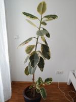 Zimmerpflanze Gummibaum varieguiert Ficus elastica tineke Rheinland-Pfalz - Ludwigshafen Vorschau
