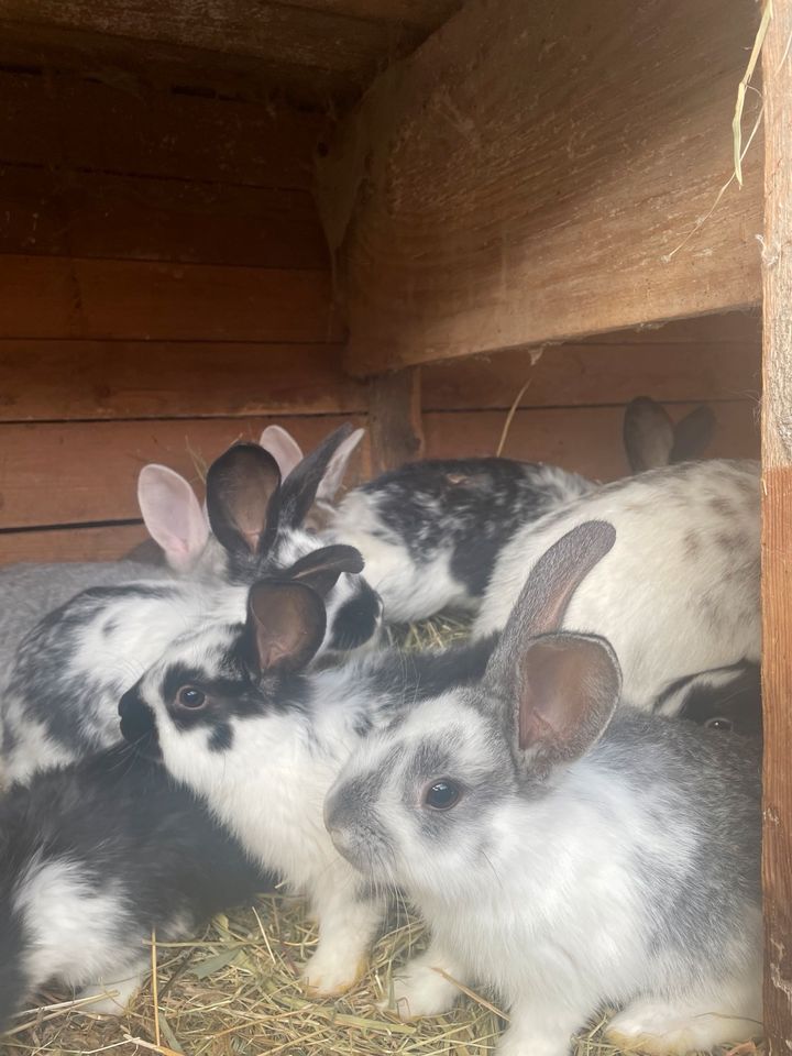 Kaninchen mit 5 Junge in Eggesin