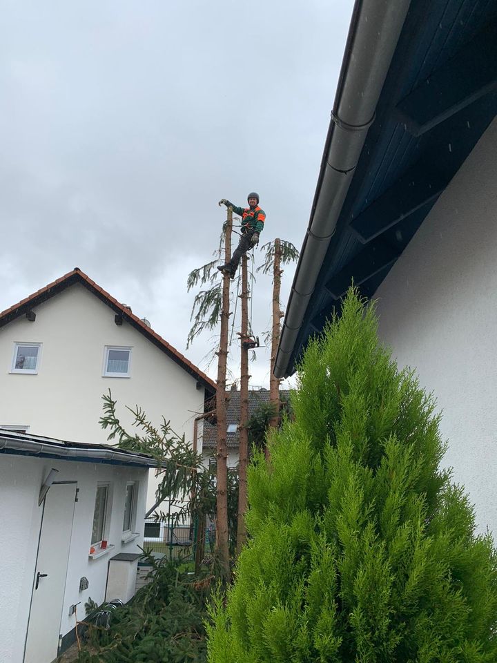 Vertikutierung, Gartenpflege, Baumfällung, Gartenarbeit in Falkensee