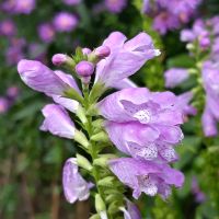 Etagenerika Gelenkblume insektenfreundlich winterhart Pankow - Buch Vorschau