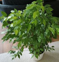 Ficus Benjamini Baden-Württemberg - Konstanz Vorschau