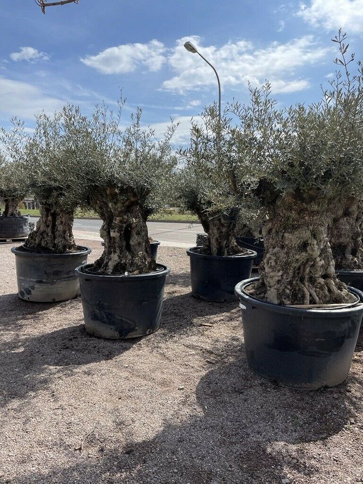 alte Olivenbäume, Olea europea, Ölbaum in Straußfurt