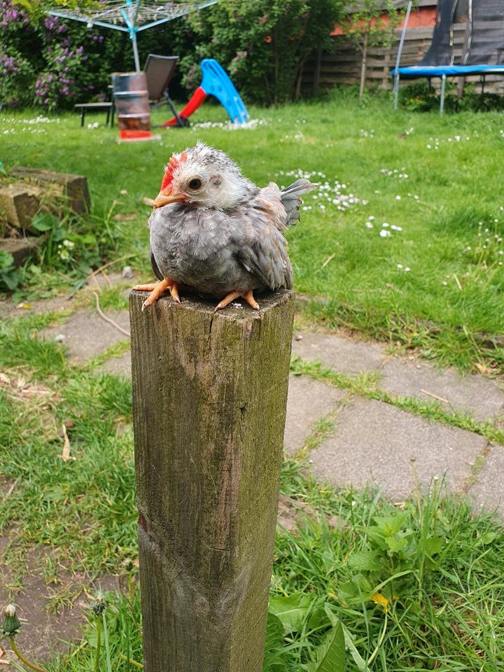 Serama Hähne zu verkaufen in Wedemark