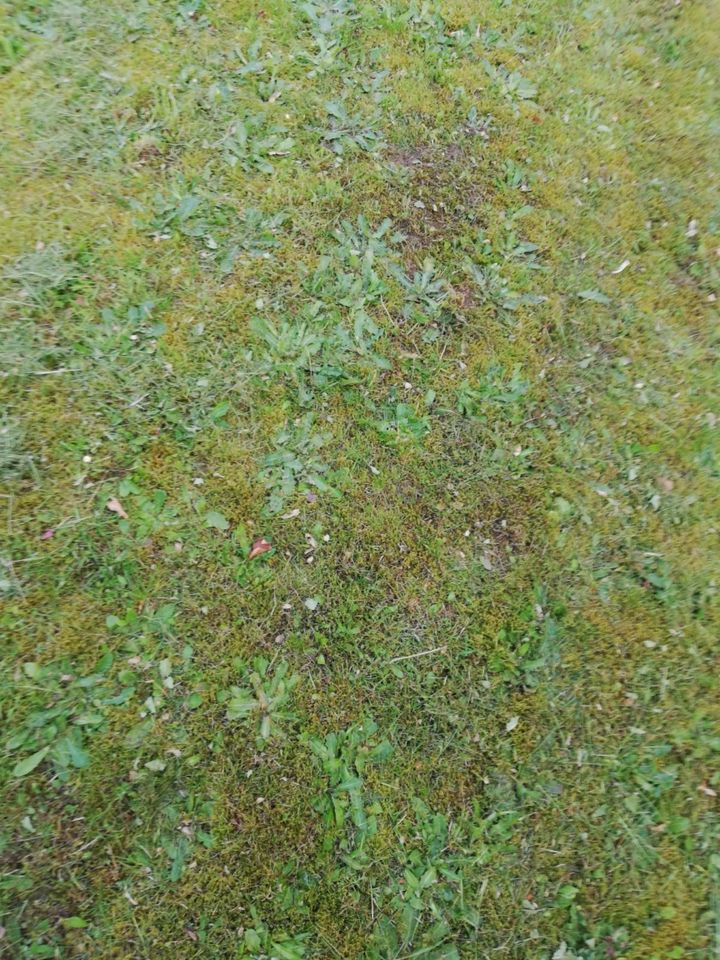 Rasen neu anlegen ca. 450qm, fräsen, begradigen, abharken, walzen in Quickborn