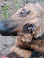 Benjy, 3 jähriger Schäferhund Mix sucht Dich Nordrhein-Westfalen - Erwitte Vorschau