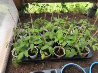 Biete wuchskräftige Tomatenpflanzen zum Selbstanbau Hessen - Solms Vorschau